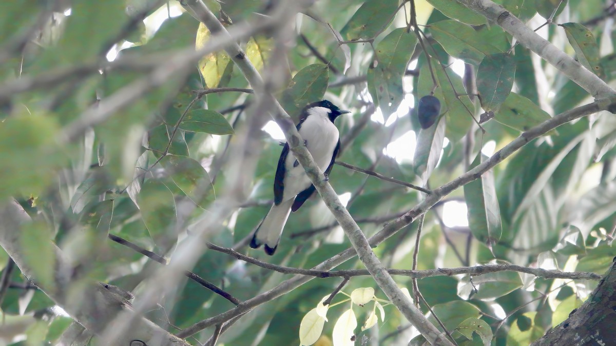 Monarque de Buru - ML646612500