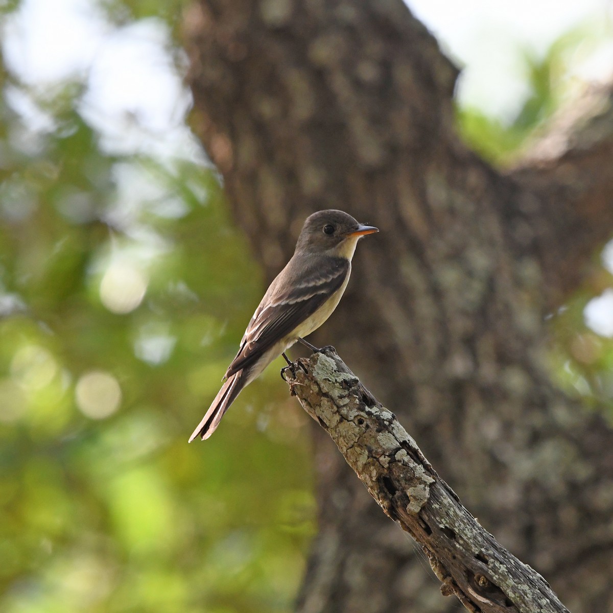 Eastern Wood-Pewee - ML646612501
