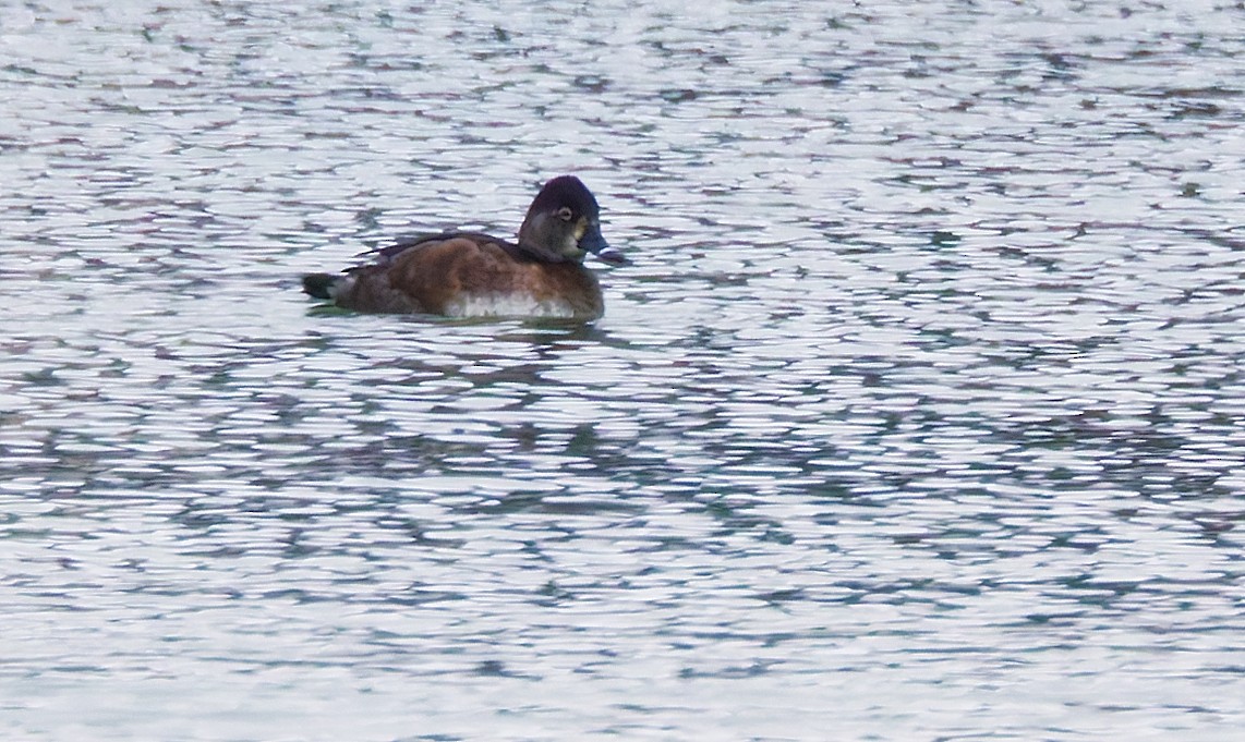 Ringschnabelente - ML646612502