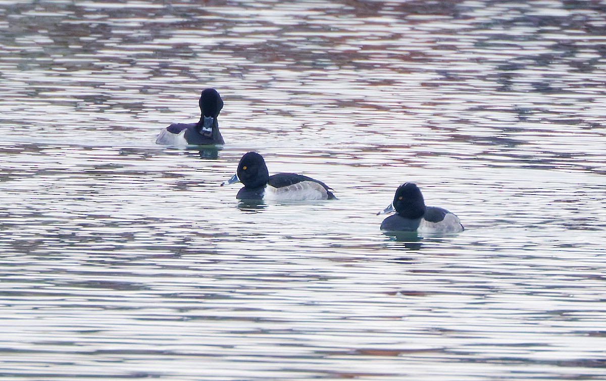 Ringschnabelente - ML646612503