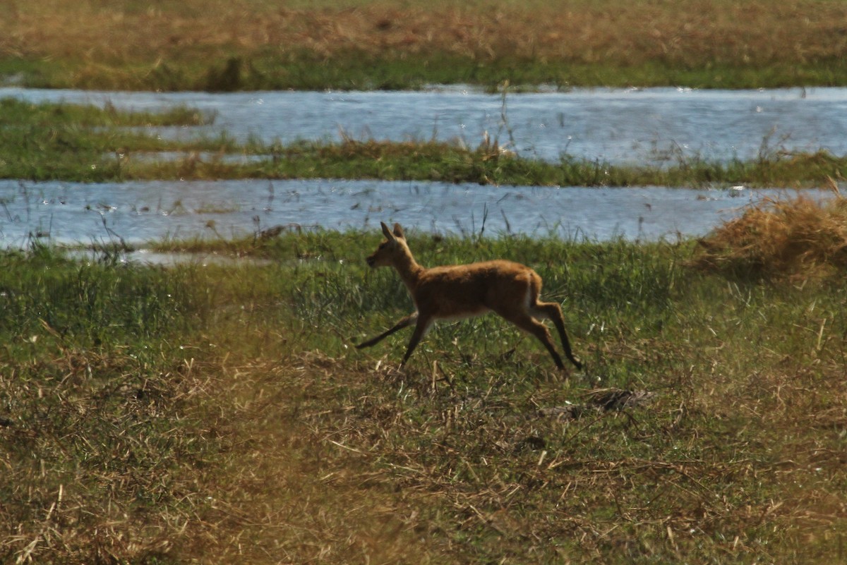 Lechwe - ML646612504