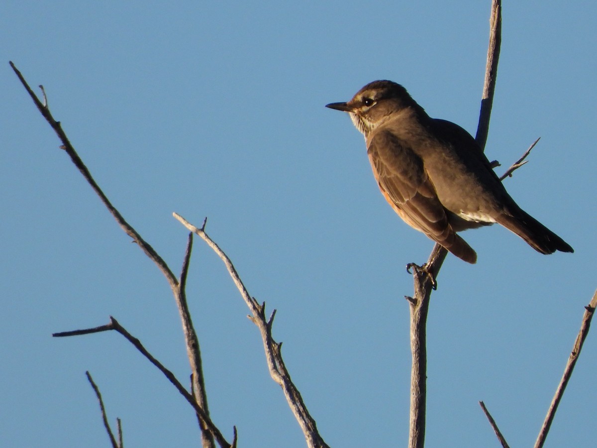 Townsendklarino - ML646612505