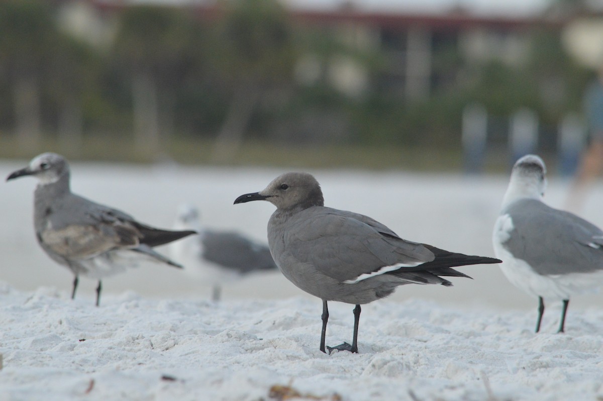 Gaviota Garuma - ML646612506