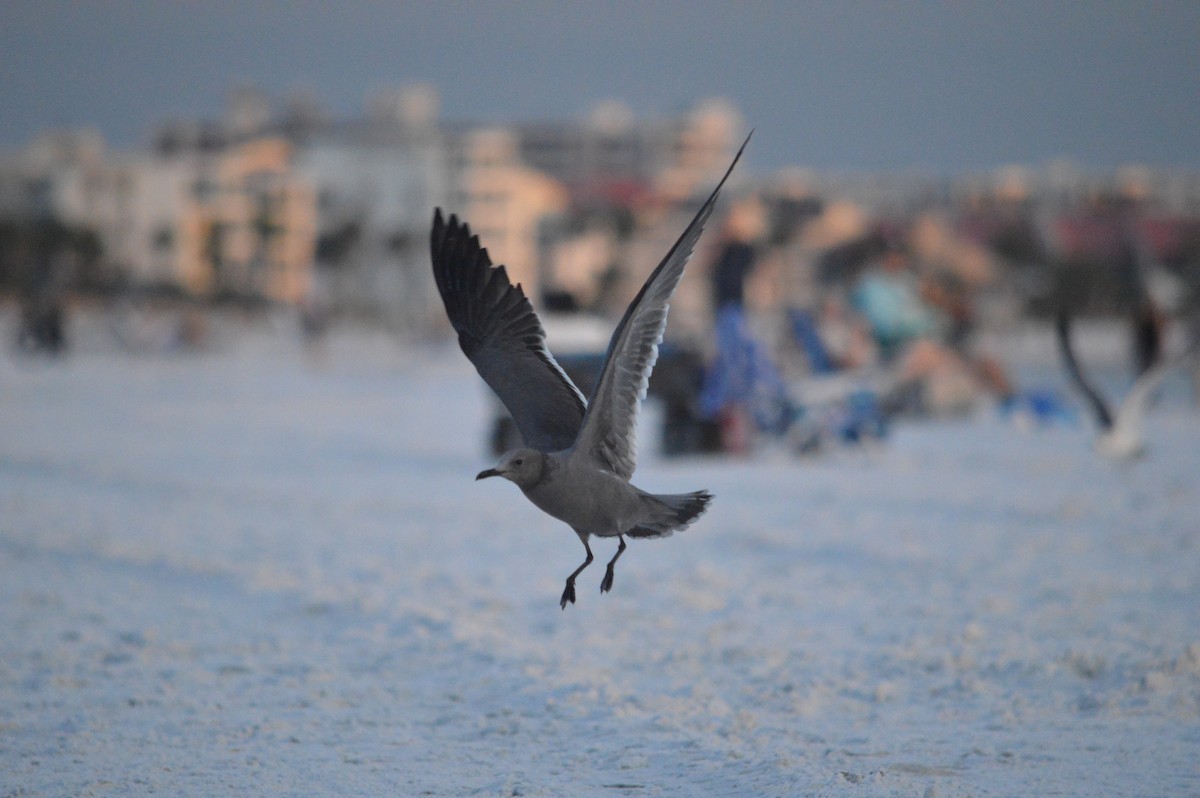 Gaviota Garuma - ML646612507