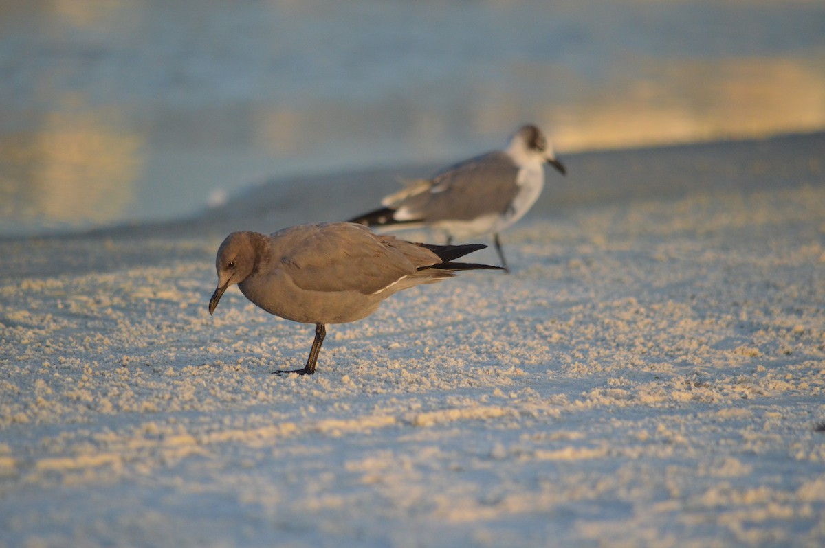 Gaviota Garuma - ML646612508