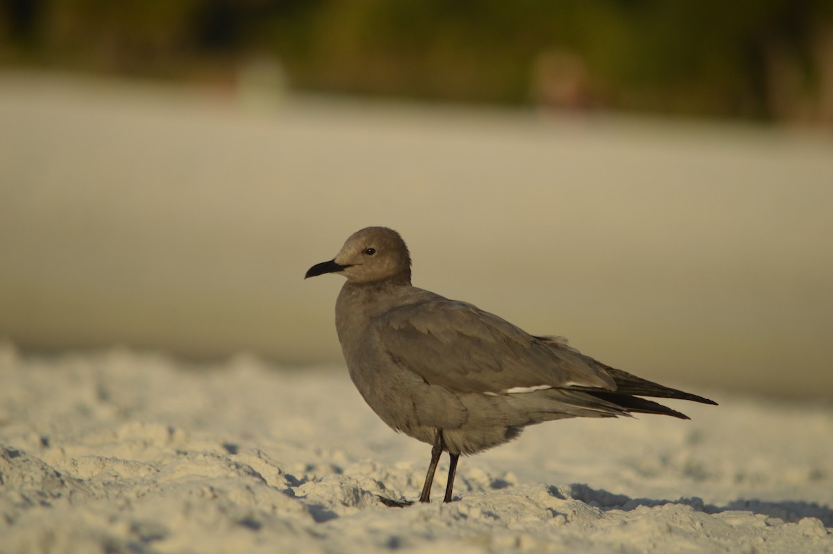Gaviota Garuma - ML646612509