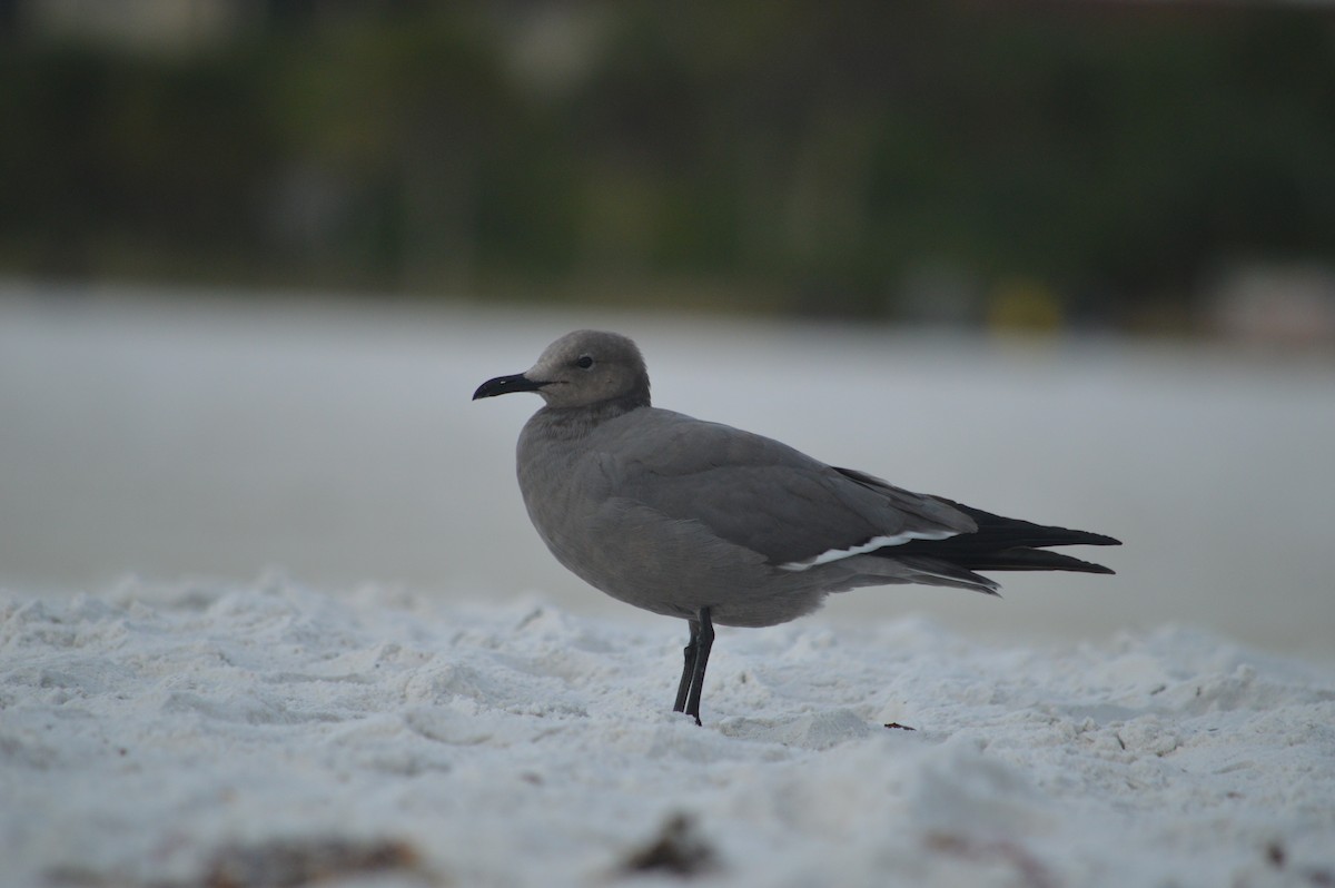 Gaviota Garuma - ML646612510