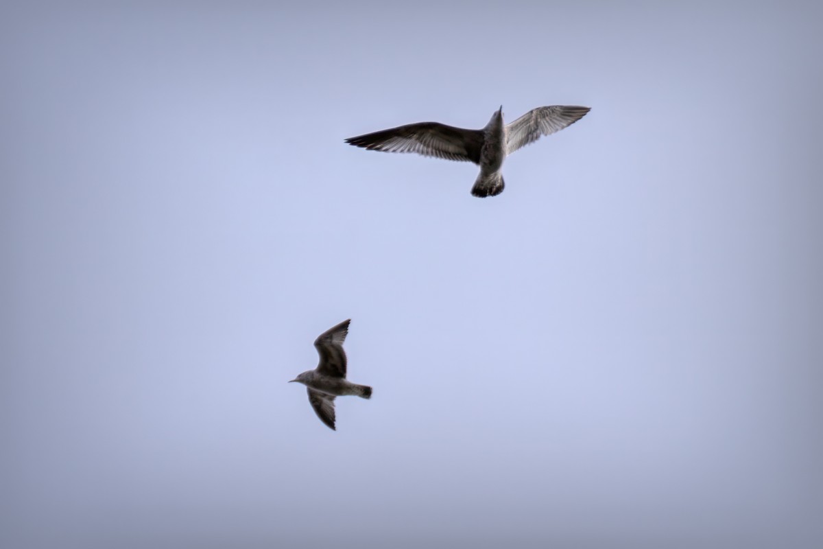 Ring-billed Gull - ML646612512