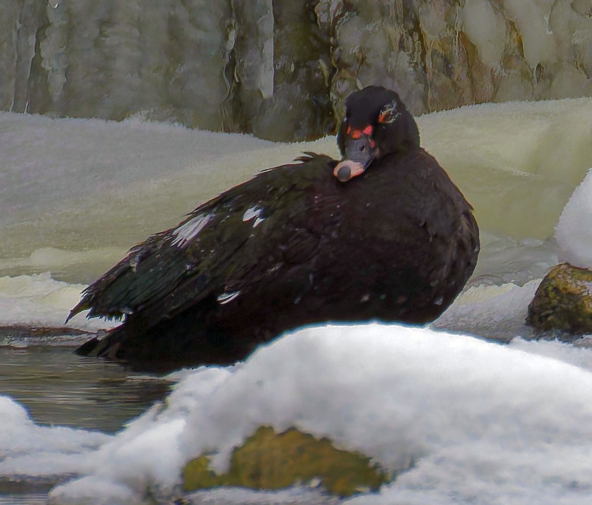 Ahate musketaduna (etxekoa) - ML646612513