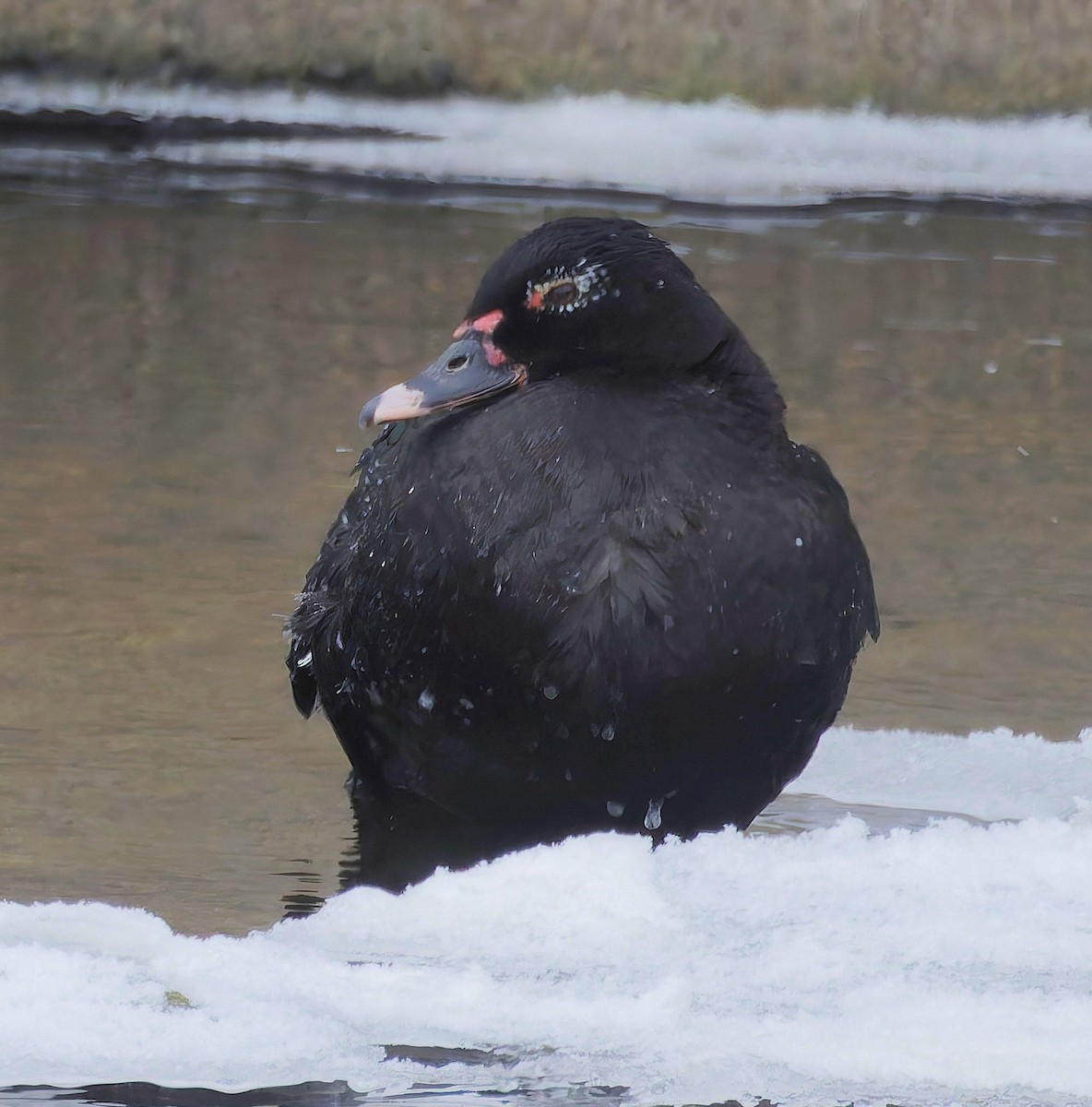 Ahate musketaduna (etxekoa) - ML646612514