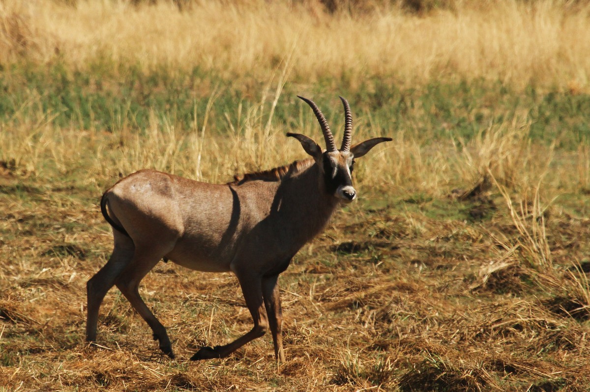 Roan Antelope - ML646612516