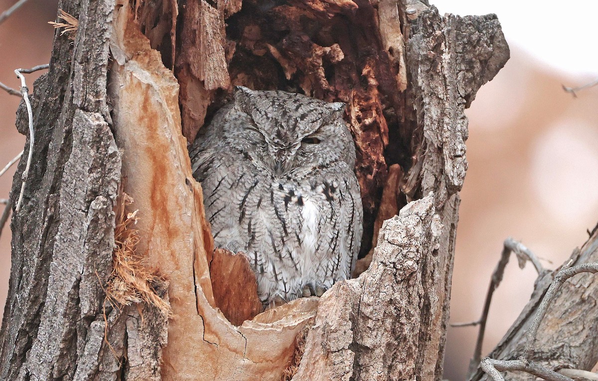 Western Screech-Owl - ML646612517