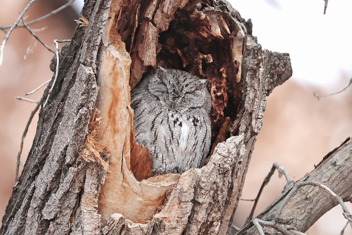 Western Screech-Owl - ML646612518