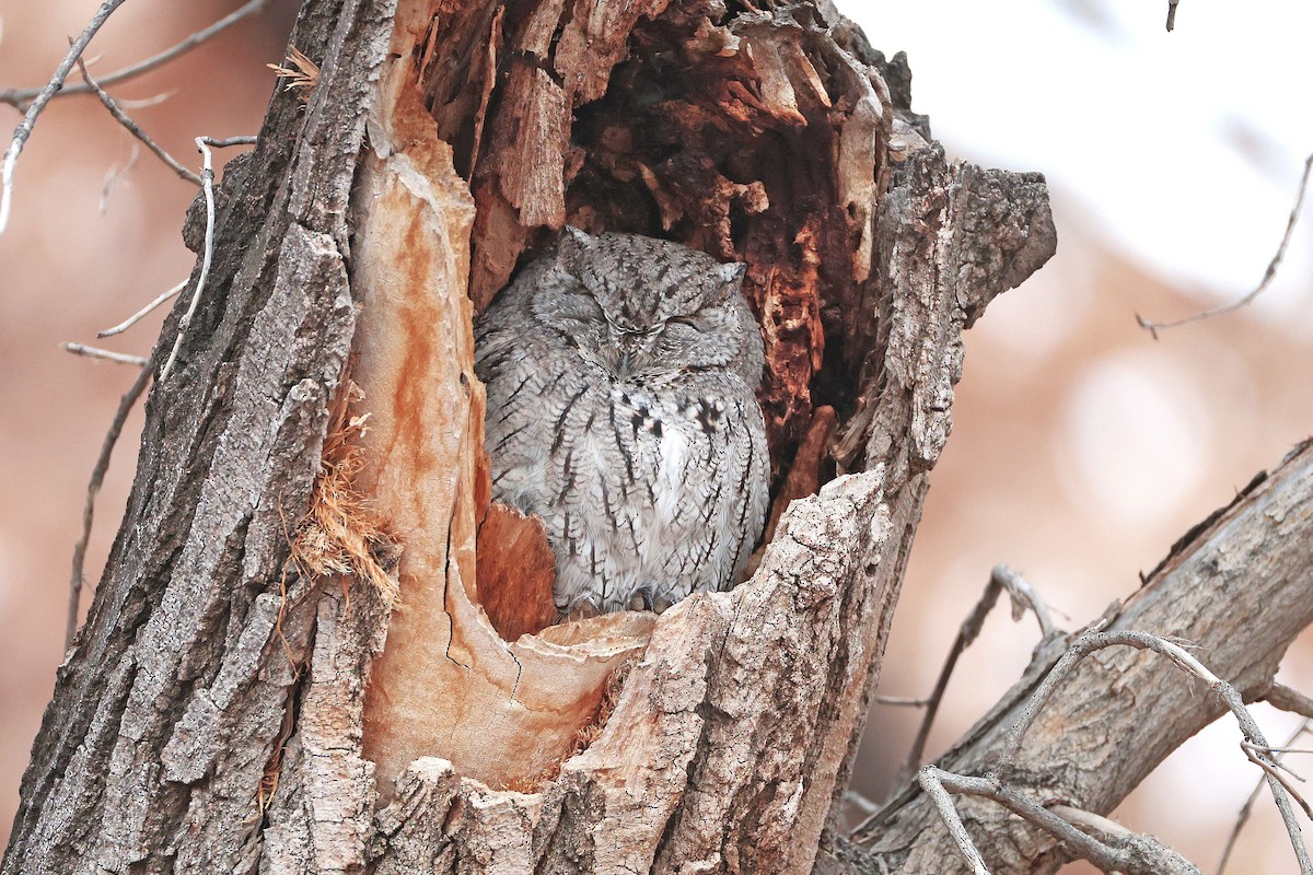 Western Screech-Owl - ML646612520