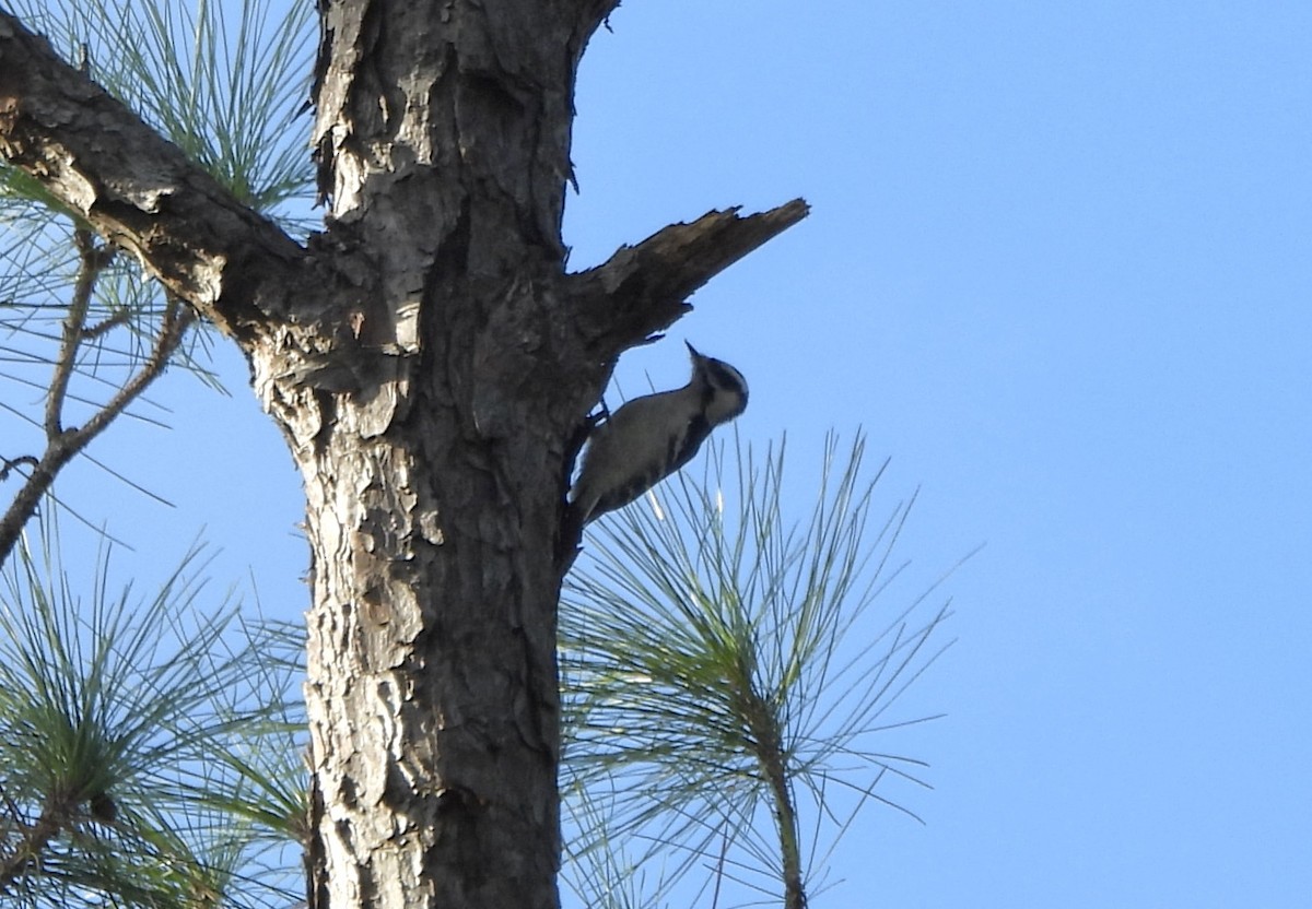 Dunenspecht - ML646612522