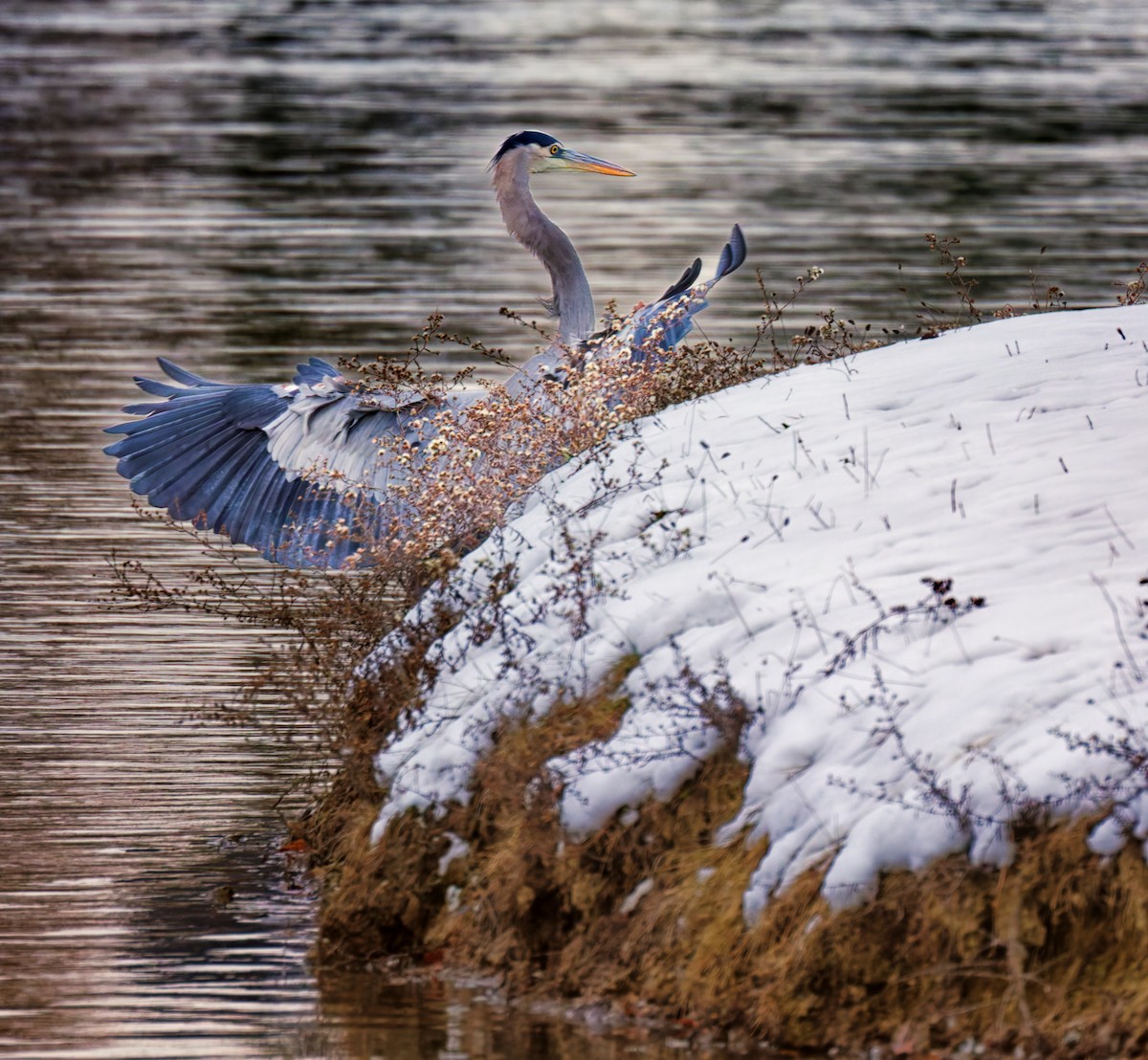 Kanadareiher - ML646612523