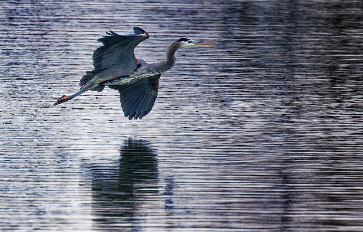 Kanadareiher - ML646612524