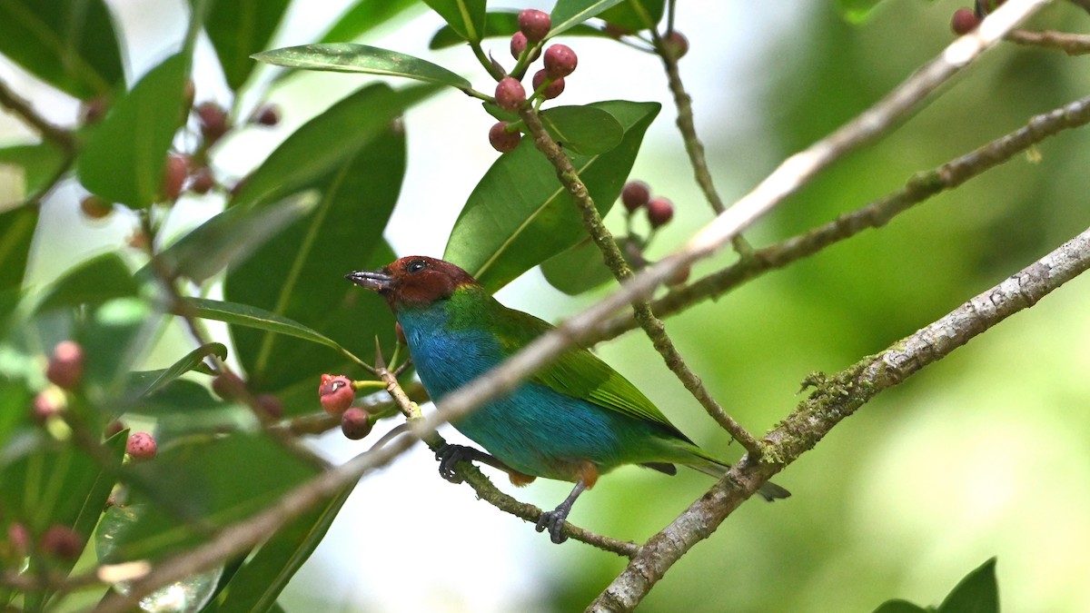 Bay-headed Tanager - ML646612528