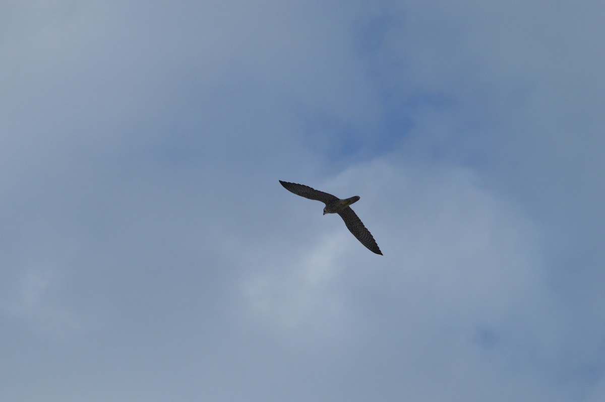 Peregrine Falcon - ML646612529