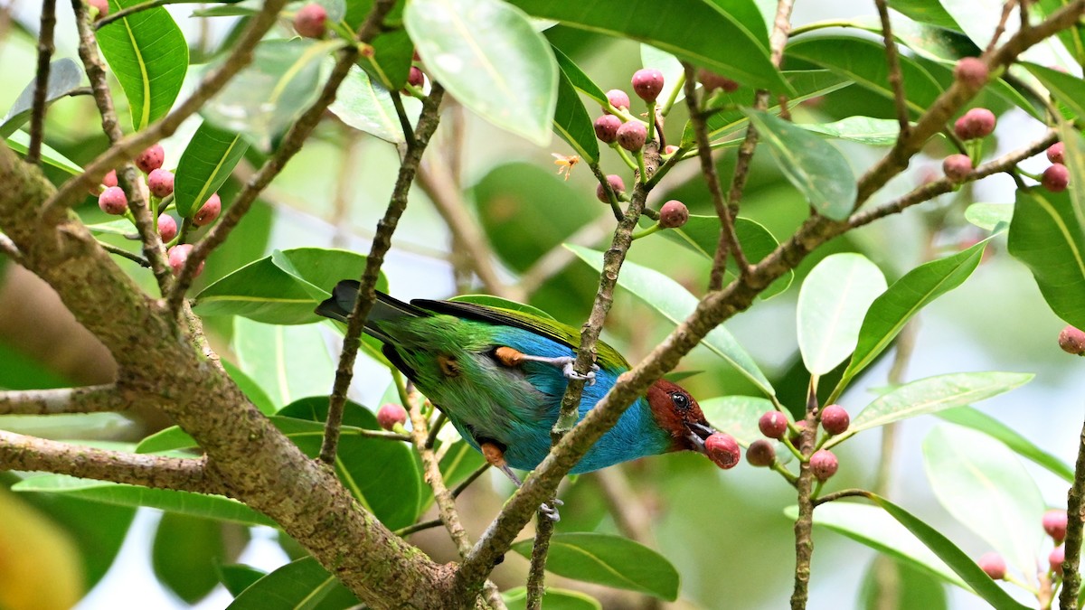 Bay-headed Tanager - ML646612530