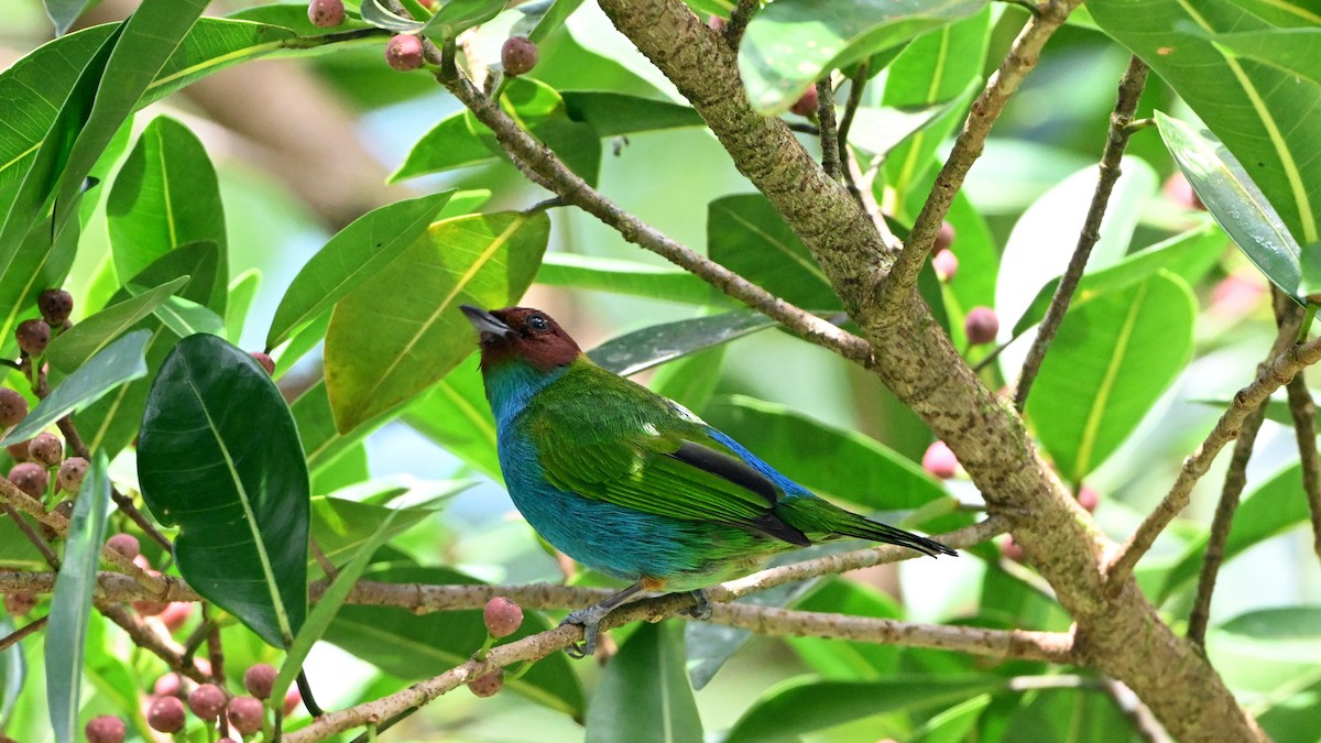 Bay-headed Tanager - ML646612531