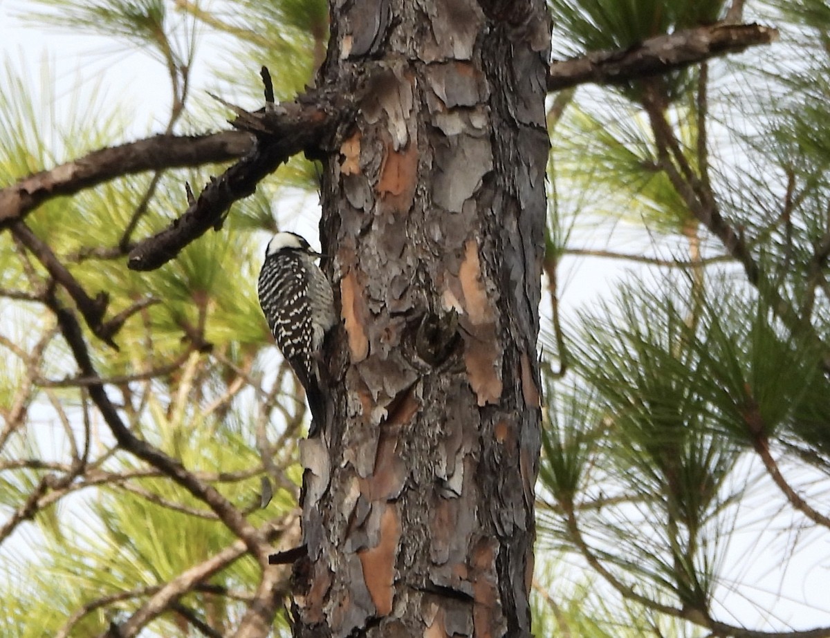 Kokardenspecht - ML646612536