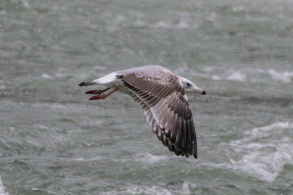 American Herring Gull - ML646612537