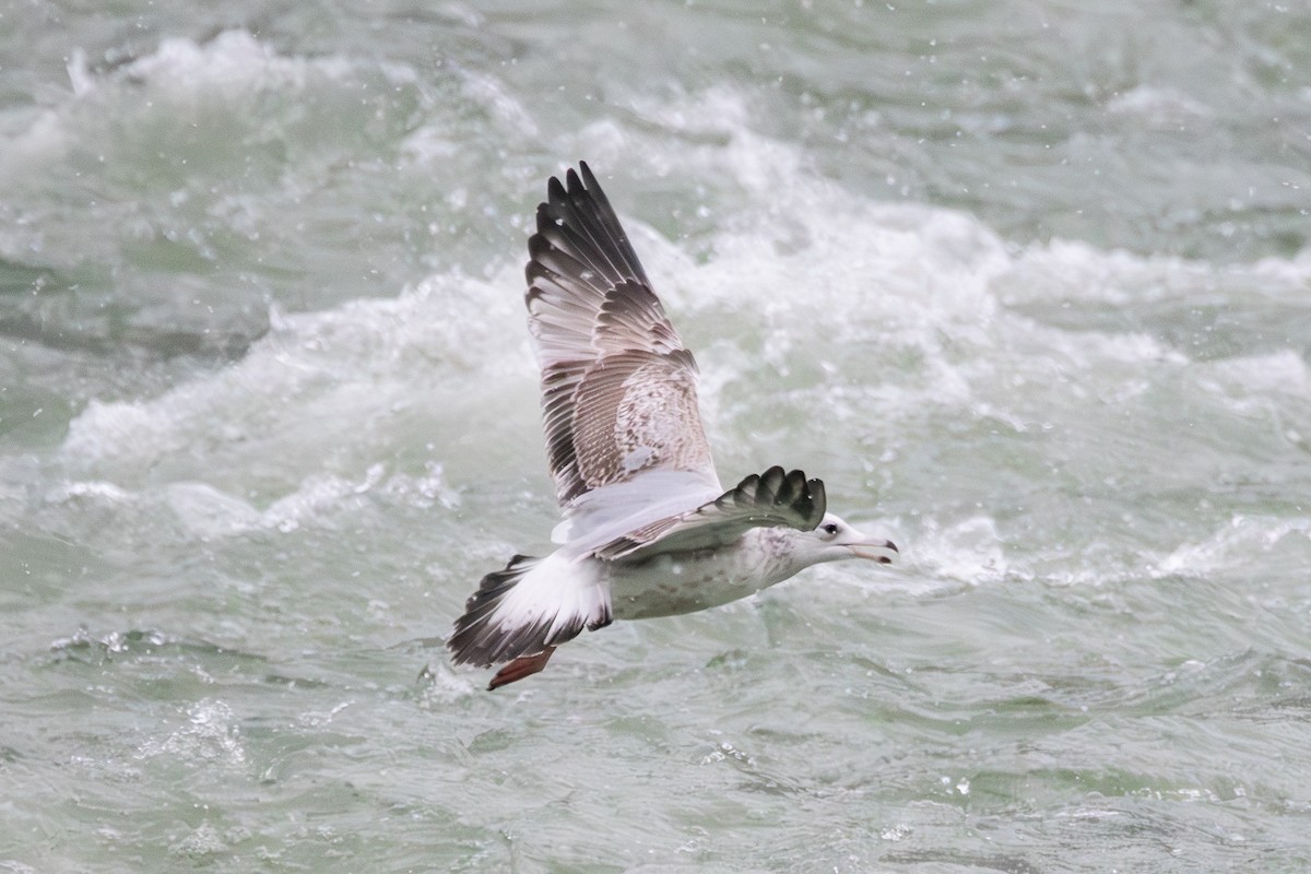 American Herring Gull - ML646612538