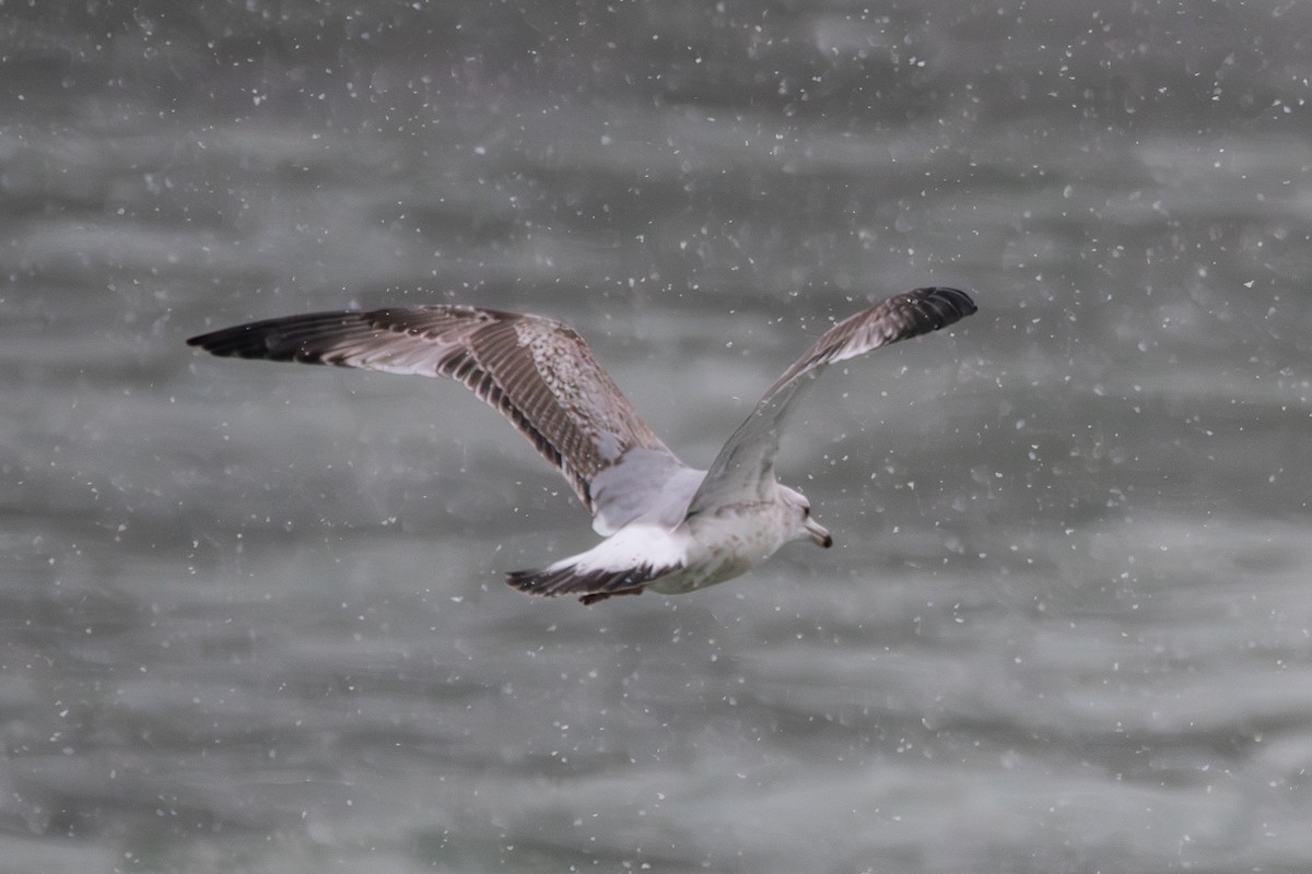 American Herring Gull - ML646612539