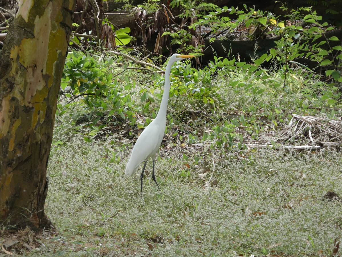 Great Egret - ML646612544