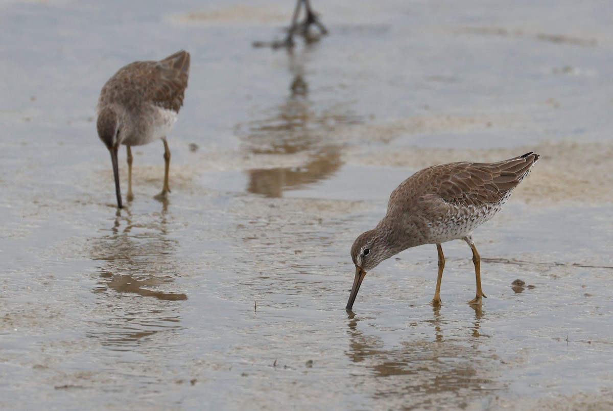 Bécassin roux - ML646612545