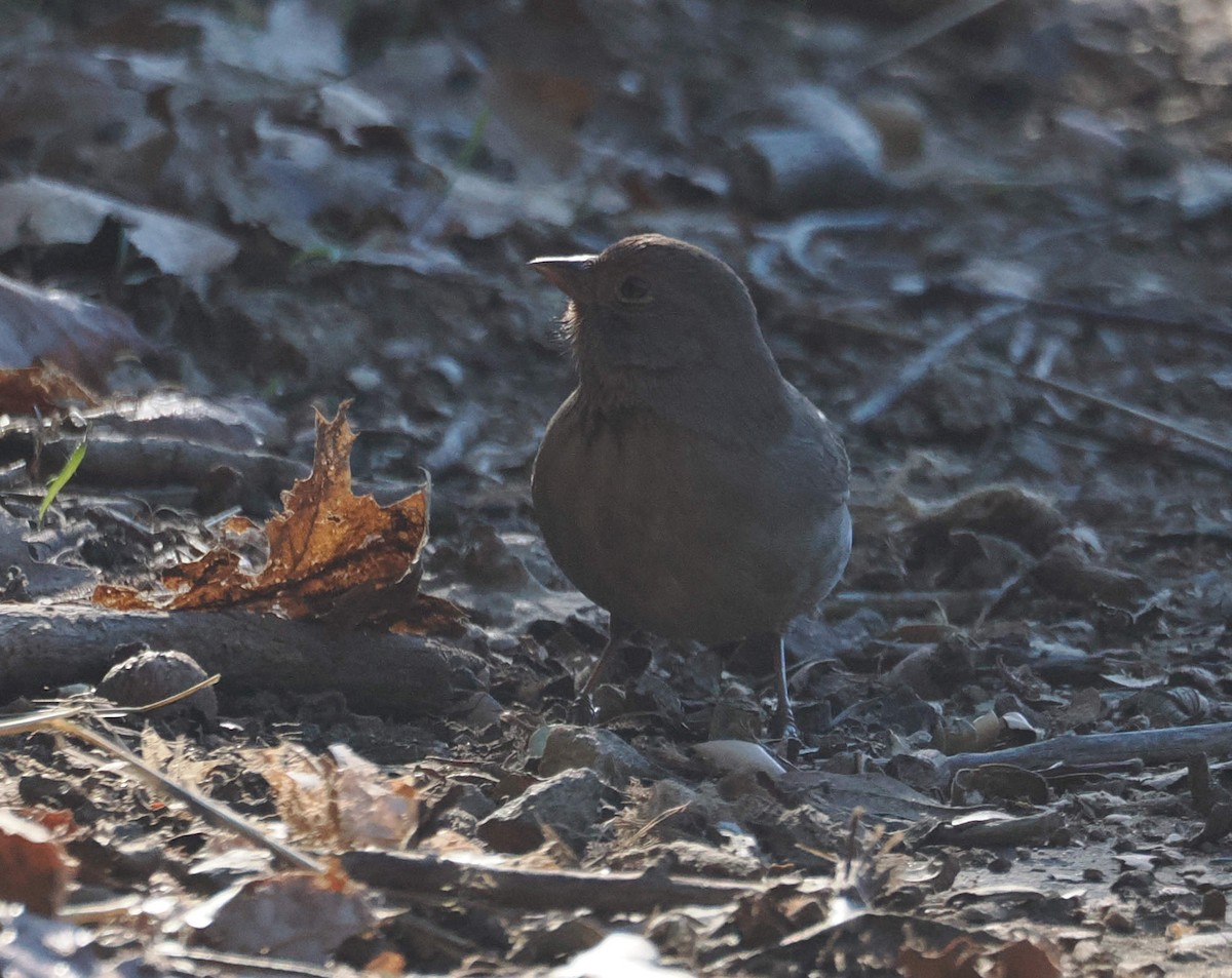 California Towhee - ML646612546