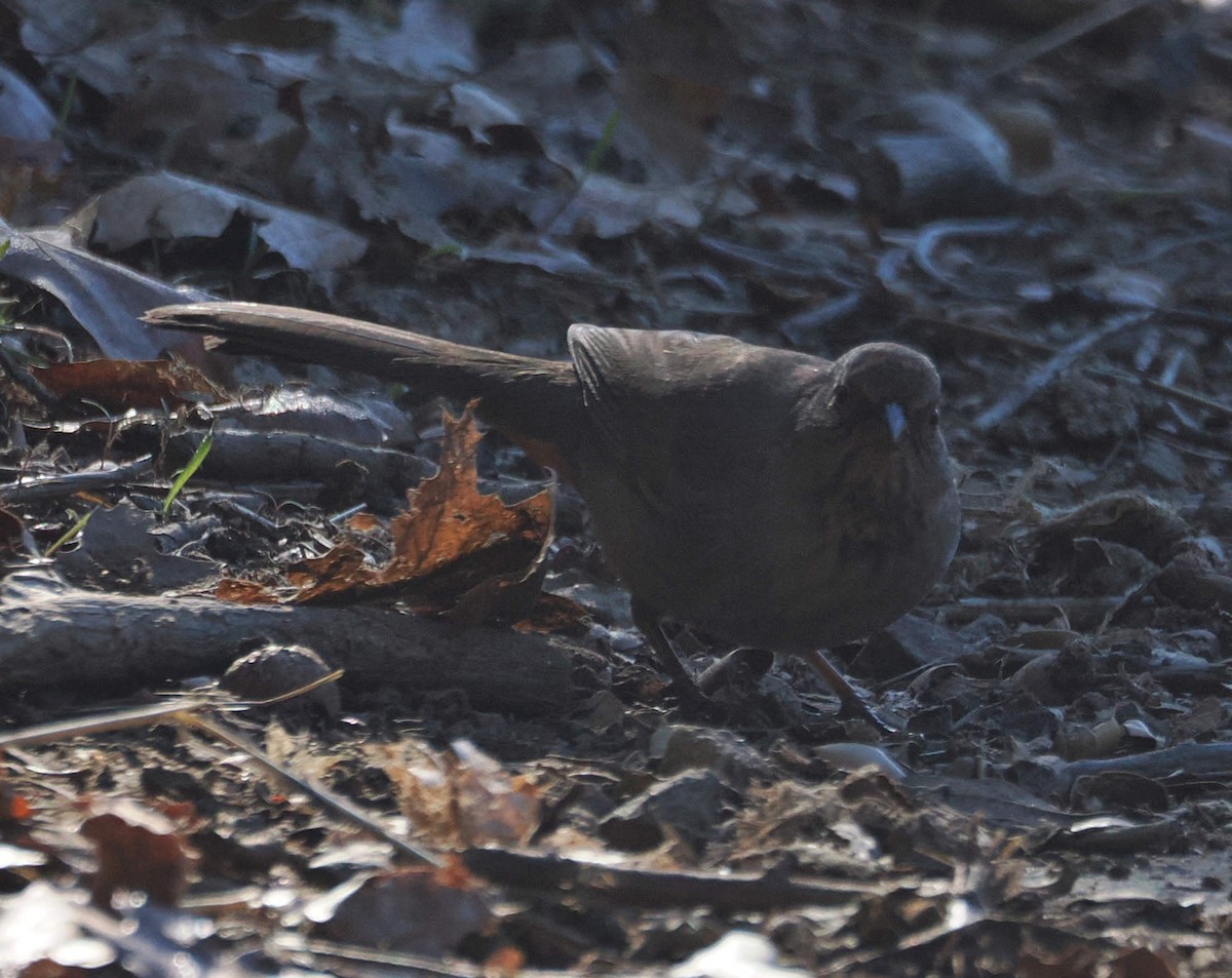 California Towhee - ML646612547