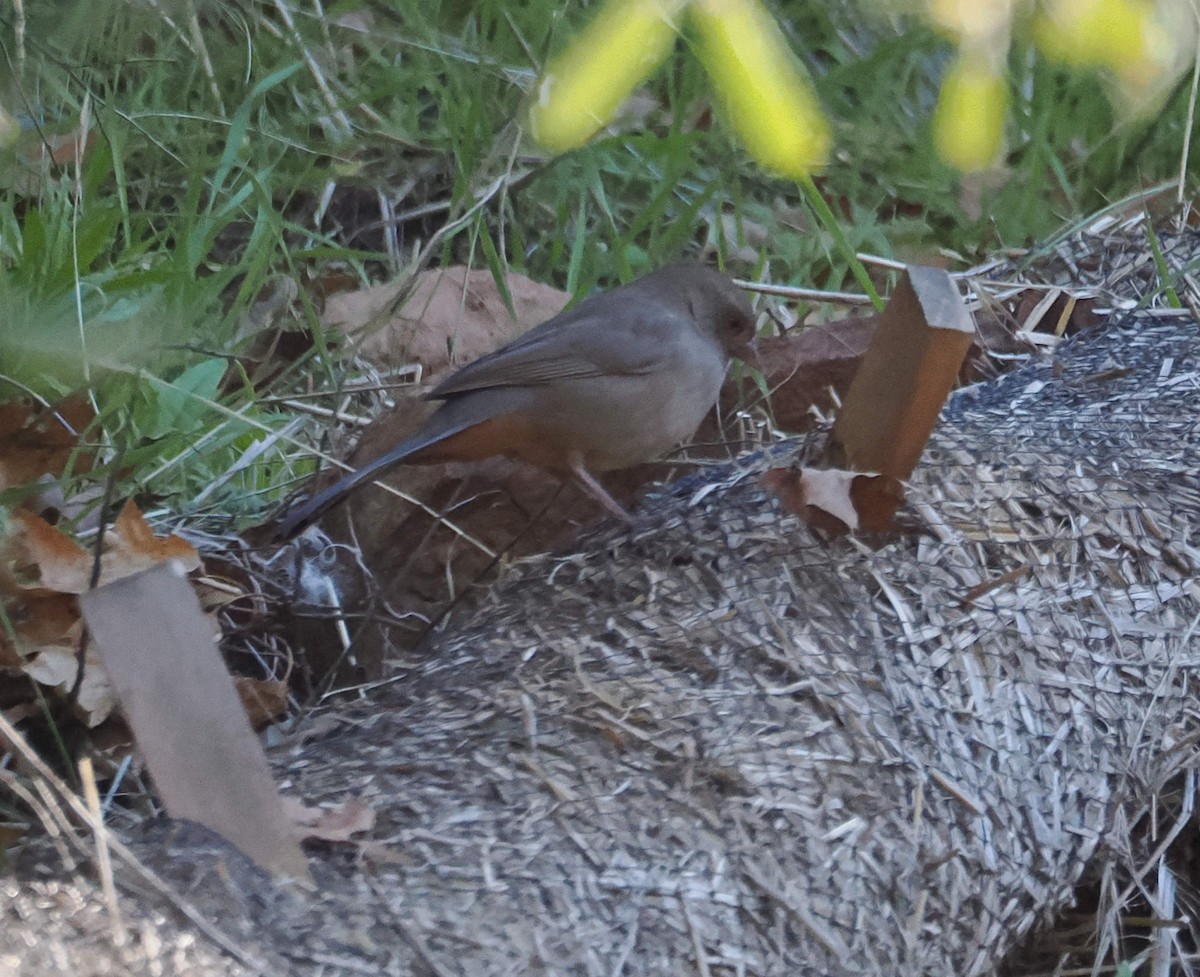 California Towhee - ML646612548