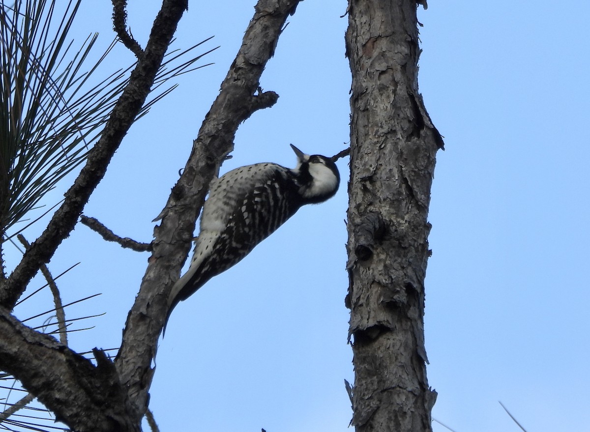 Pico de Florida - ML646612549