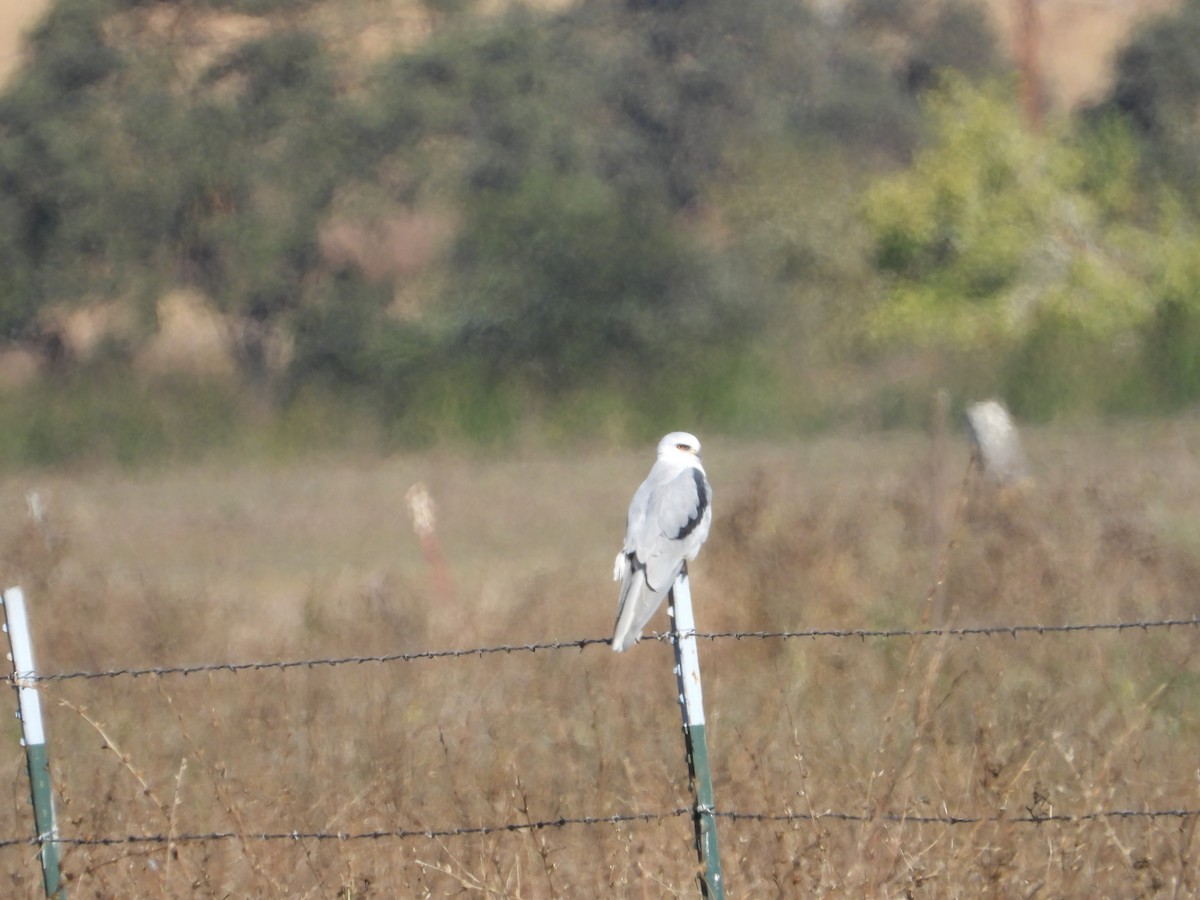 Elanio Maromero - ML646612550