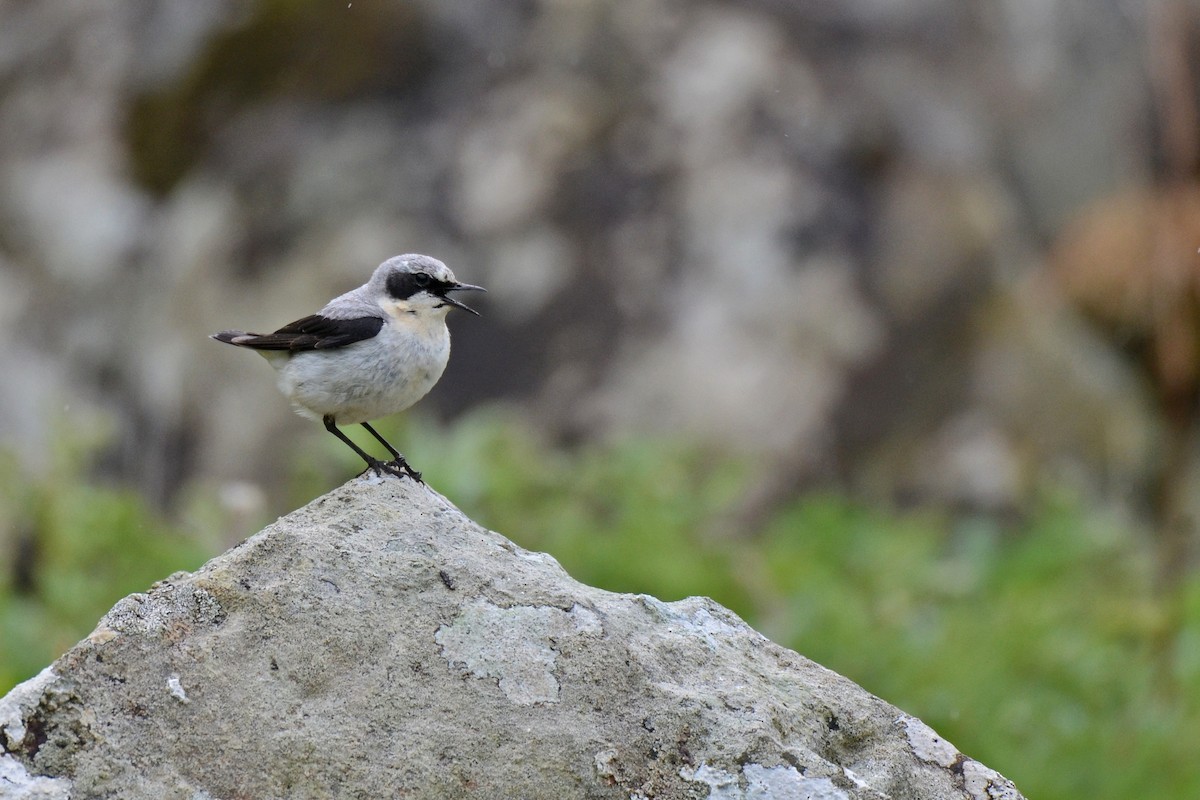 Collalba Gris - ML646612552