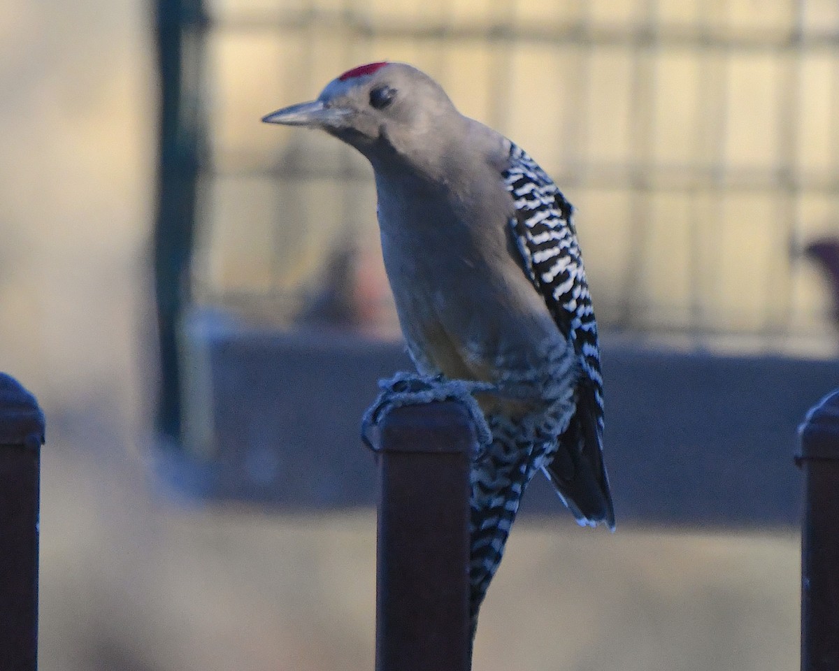 Gila Woodpecker - ML646612553