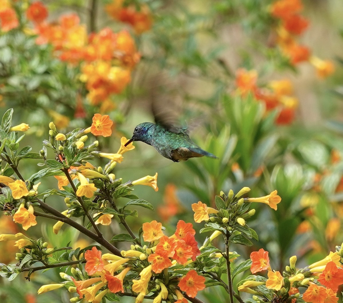 Colibrí Verdemar Mexicano - ML646612554