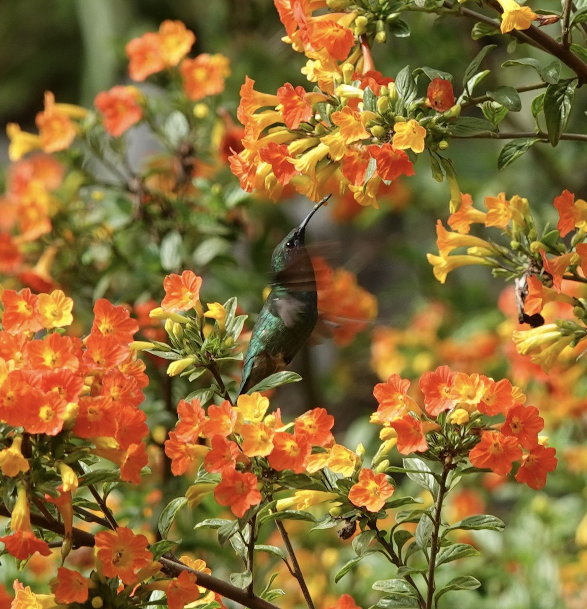 Colibrí Verdemar Mexicano - ML646612555