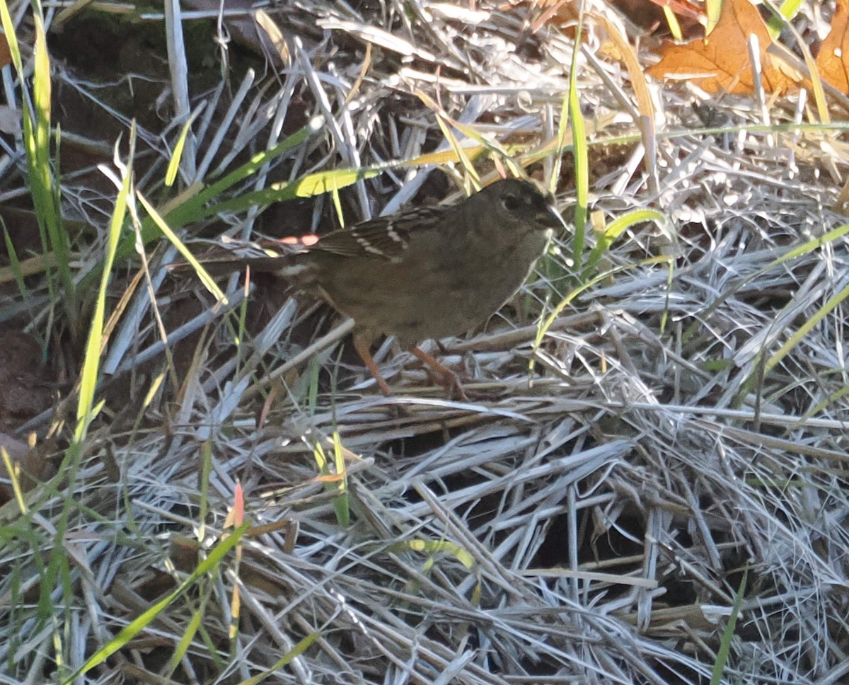 Golden-crowned Sparrow - ML646612556