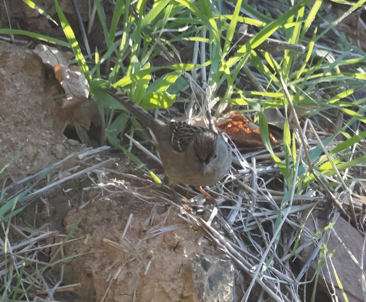 Golden-crowned Sparrow - ML646612557