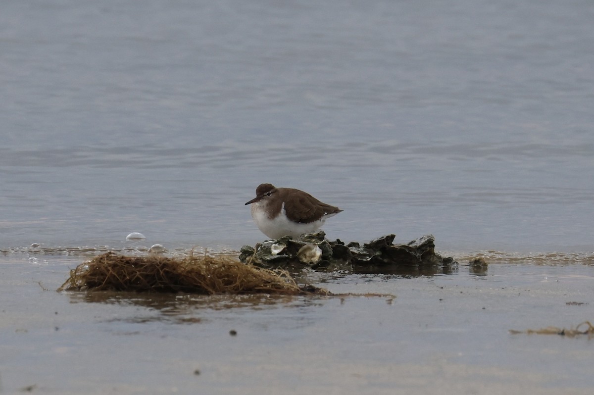 Chevalier grivelé - ML646612559