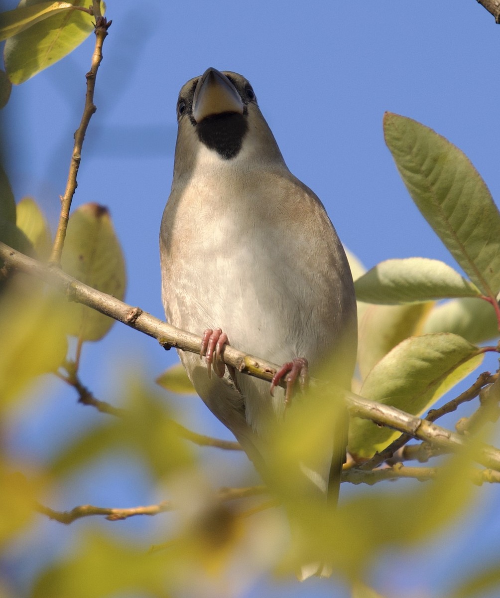 Hawfinch - ML646612560