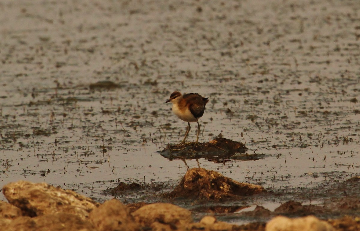 Lesser Jacana - ML646612561