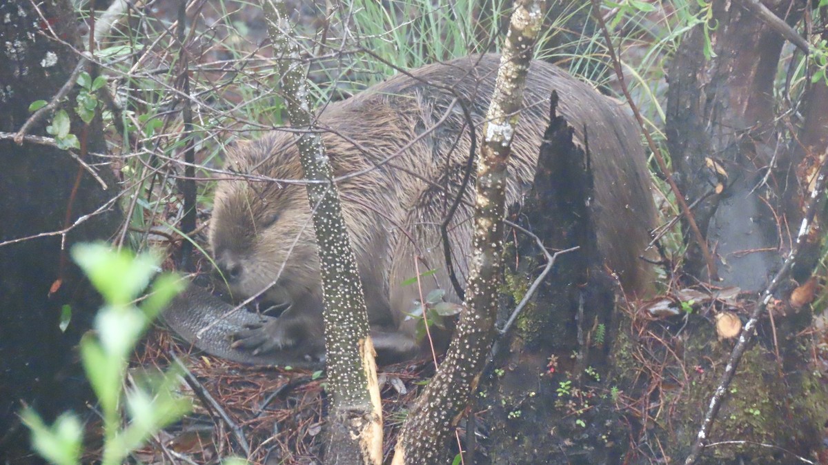 Animals - ML646612563