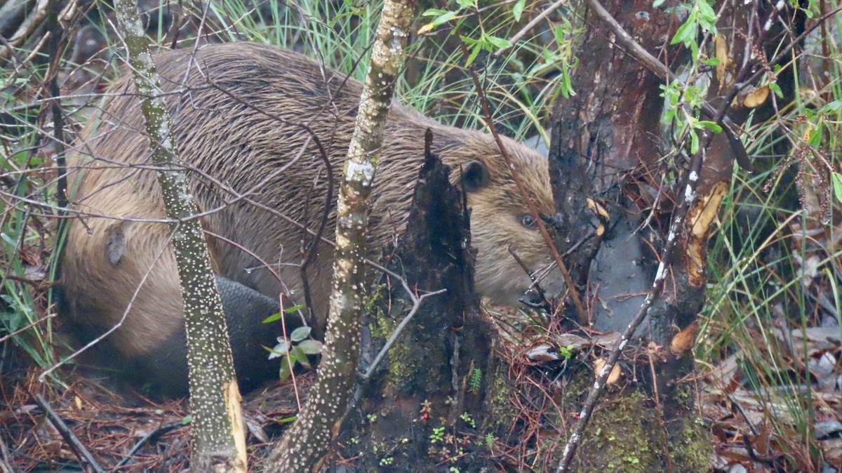 Animals - ML646612564