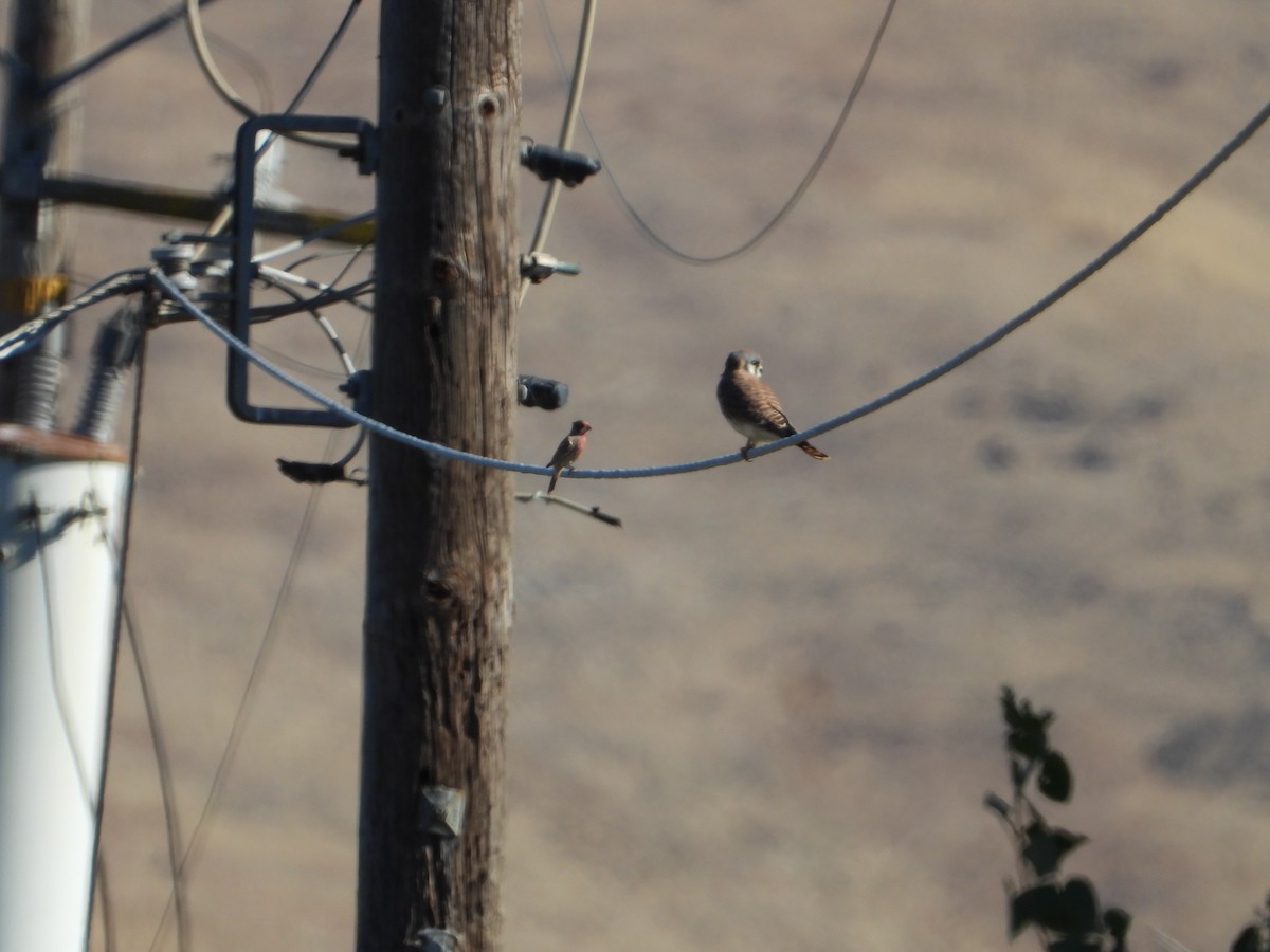 Camachuelo Mexicano - ML646612567