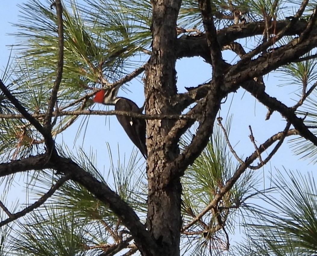 Picamaderos Norteamericano - ML646612568