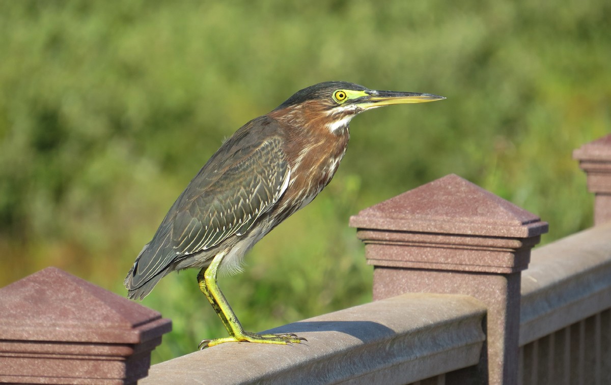Garcilla Verde - ML646612569